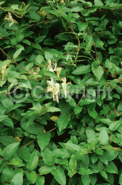 White blooms; Semi-evergreen
