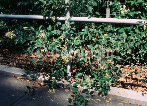 Yellow blooms; White blooms; Deciduous