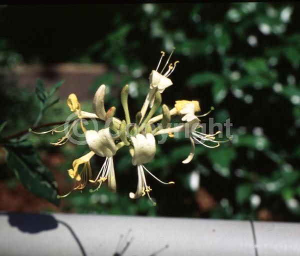 Yellow blooms; White blooms; Deciduous
