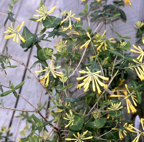 Yellow blooms; Evergreen; Semi-evergreen; Deciduous; Broadleaf