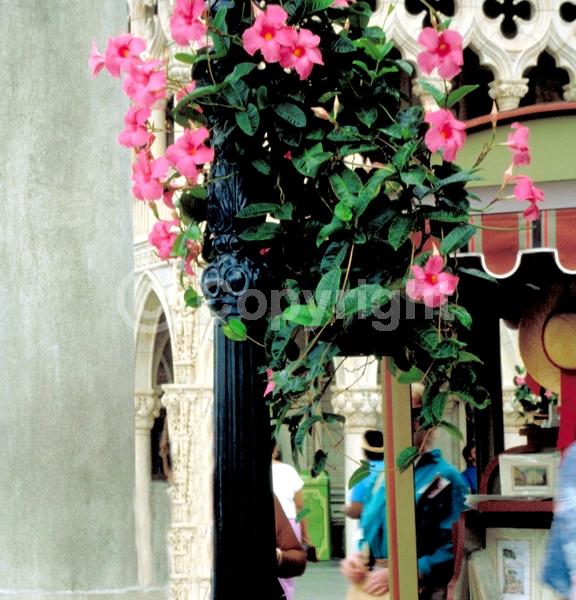 Pink blooms; Evergreen; Broadleaf