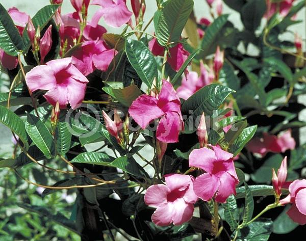 Pink blooms; Evergreen; Broadleaf