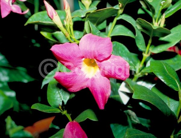 Pink blooms; Evergreen; Broadleaf