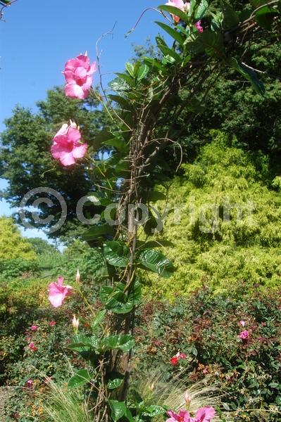 Pink blooms; Evergreen; Broadleaf