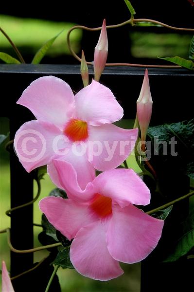 Pink blooms; Evergreen; Broadleaf