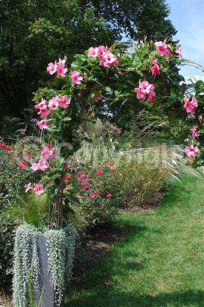 Pink blooms; Evergreen; Broadleaf