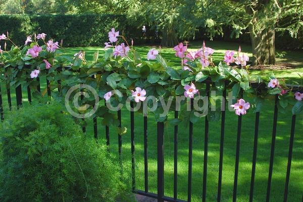 Pink blooms; Evergreen; Broadleaf