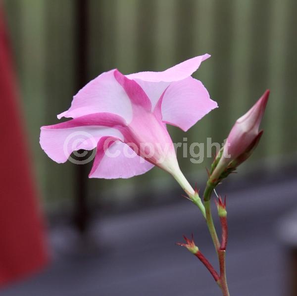 Pink blooms; Evergreen; Broadleaf