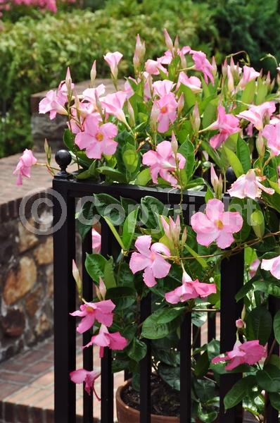 Pink blooms; Evergreen; Broadleaf