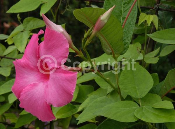 Pink blooms; Evergreen; Broadleaf