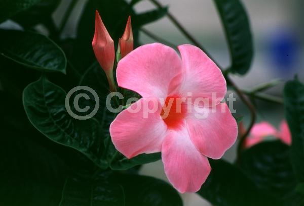 Pink blooms; Evergreen; Broadleaf