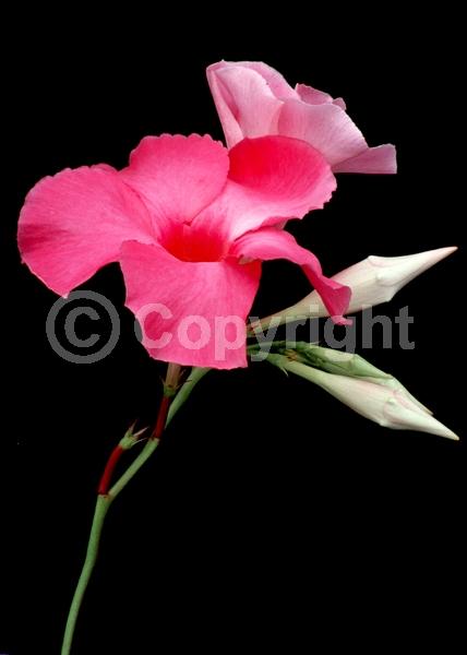 Pink blooms; Evergreen; Broadleaf