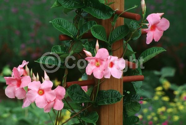 Pink blooms; Evergreen; Broadleaf