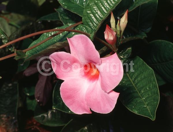 Pink blooms; Evergreen; Broadleaf
