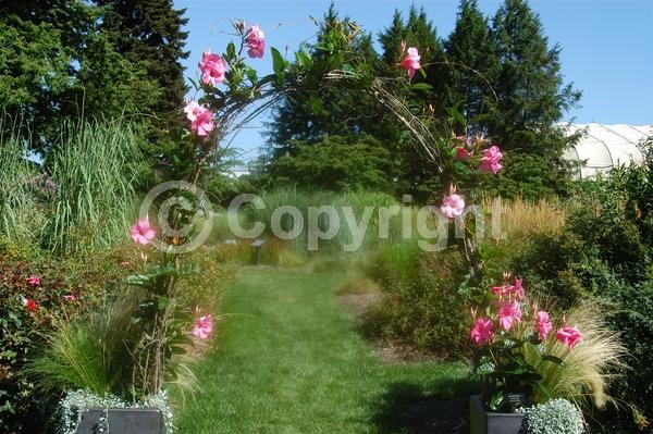 Pink blooms; Evergreen; Broadleaf