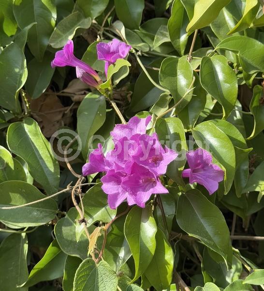 Pink blooms; Lavender blooms; Evergreen