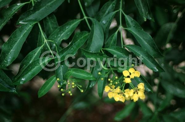 Yellow blooms; Evergreen; North American Native