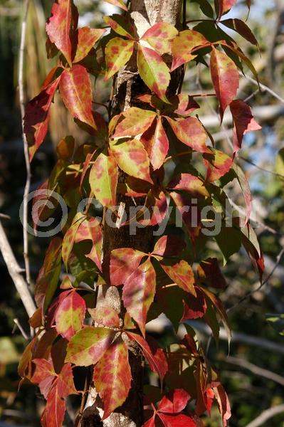 Green blooms; Deciduous; Broadleaf; North American Native