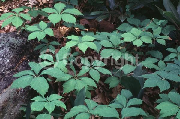 Green blooms; Deciduous; Broadleaf; North American Native