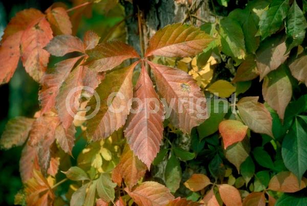 Green blooms; Deciduous; Broadleaf; North American Native