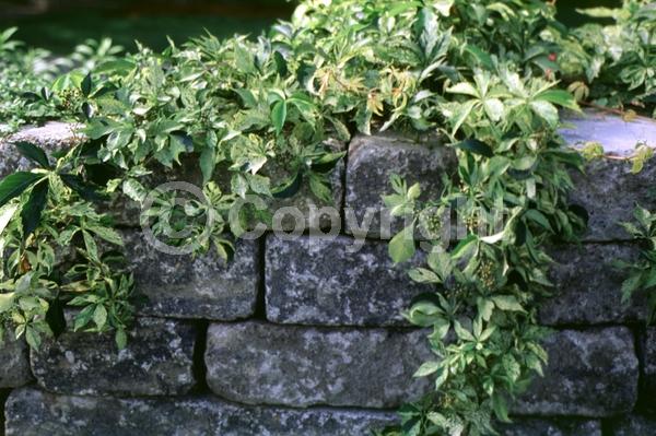 Green blooms; Deciduous; Broadleaf