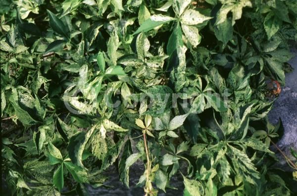 Green blooms; Deciduous; Broadleaf