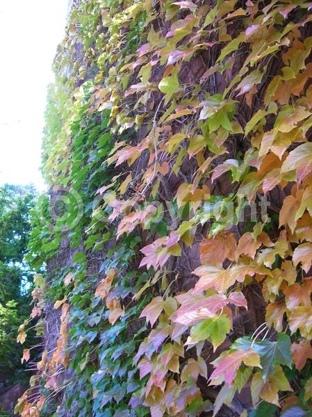 Green blooms; Deciduous; Broadleaf