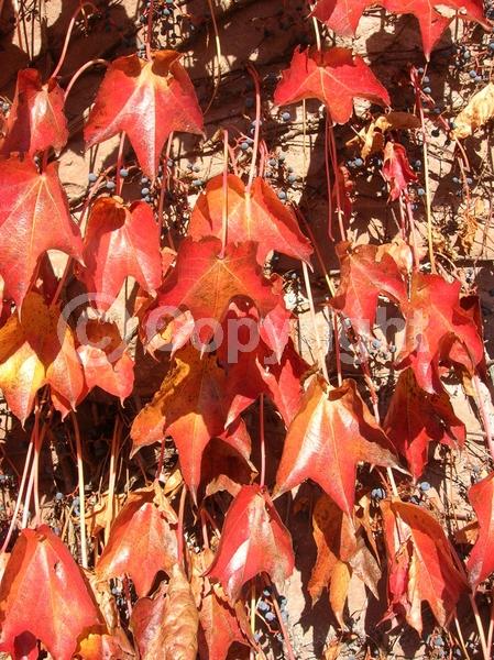 Green blooms; Deciduous; Broadleaf