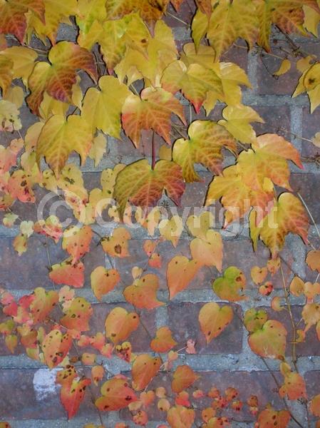 Green blooms; Deciduous; Broadleaf