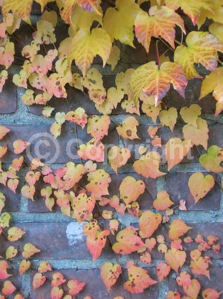 Green blooms; Deciduous; Broadleaf