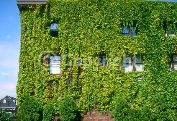 Green blooms; Deciduous; Broadleaf