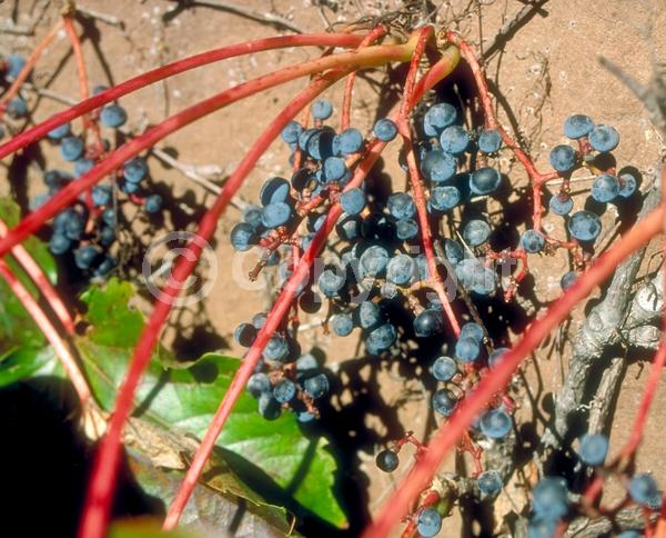 Green blooms; Deciduous; Broadleaf