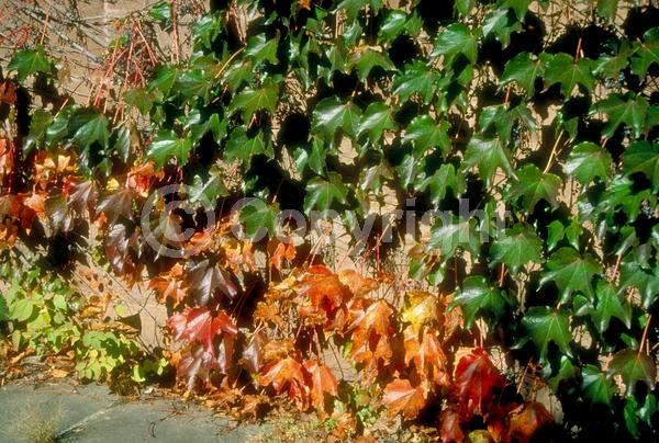 Green blooms; Deciduous; Broadleaf