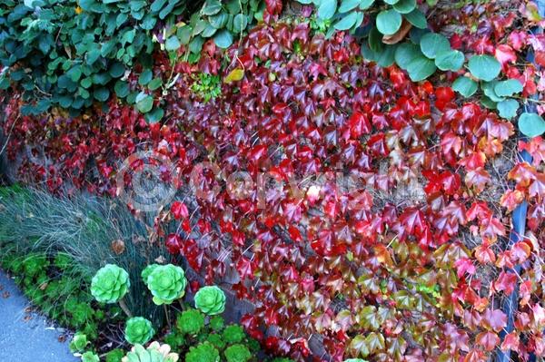 Green blooms; Deciduous; Broadleaf