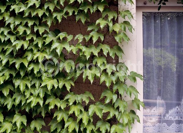 Green blooms; Deciduous; Broadleaf