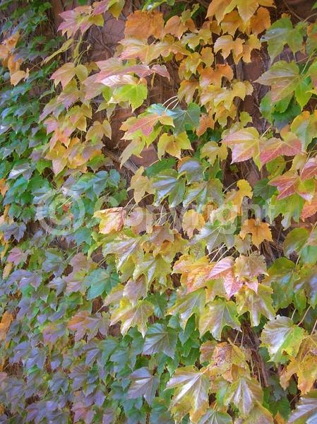 Green blooms; Deciduous; Broadleaf