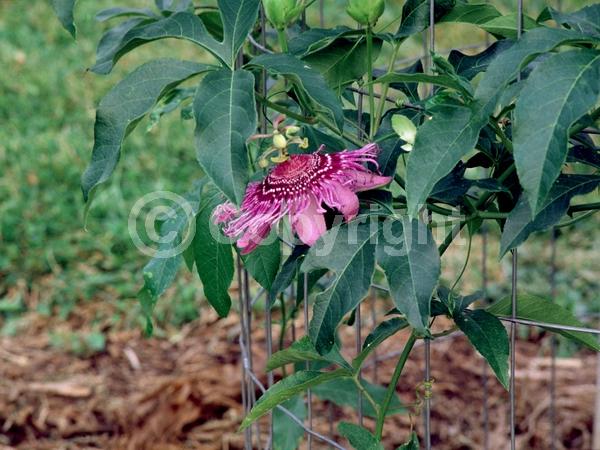 Purple blooms; Evergreen; Needles or needle-like leaf