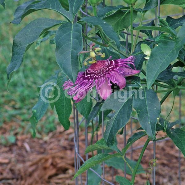 Purple blooms; Evergreen; Needles or needle-like leaf