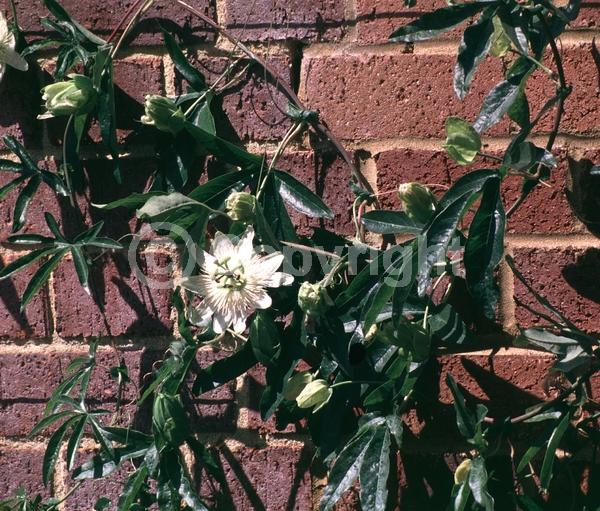 White blooms; Evergreen