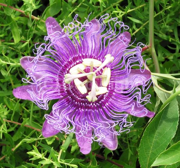 Blue blooms; Purple blooms; White blooms; Evergreen; Deciduous; Broadleaf