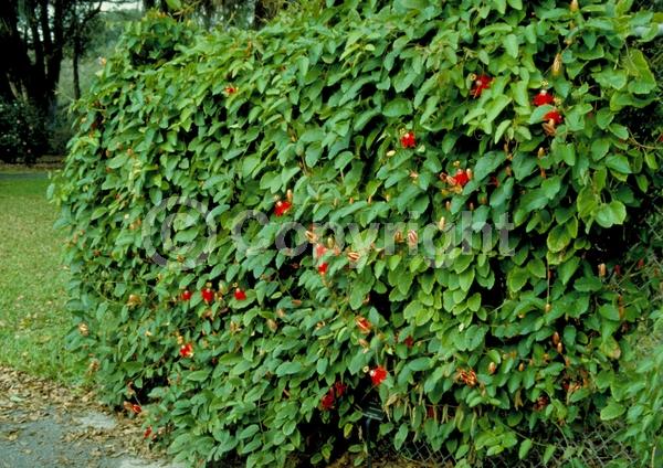 Red blooms; Evergreen