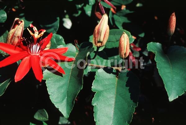 Red blooms; Evergreen