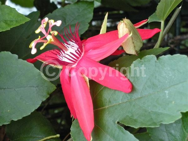 Red blooms; Evergreen