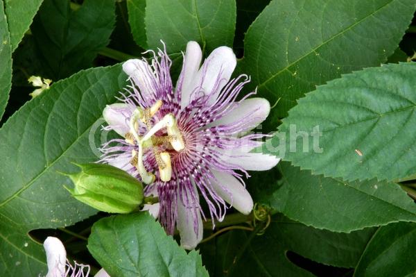Purple blooms; Pink blooms; Lavender blooms; Evergreen; Needles or needle-like leaf; North American Native