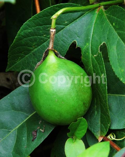 Purple blooms; Pink blooms; Lavender blooms; Evergreen; Needles or needle-like leaf; North American Native