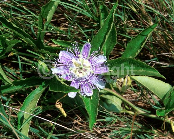 Purple blooms; Pink blooms; Lavender blooms; Evergreen; Needles or needle-like leaf; North American Native