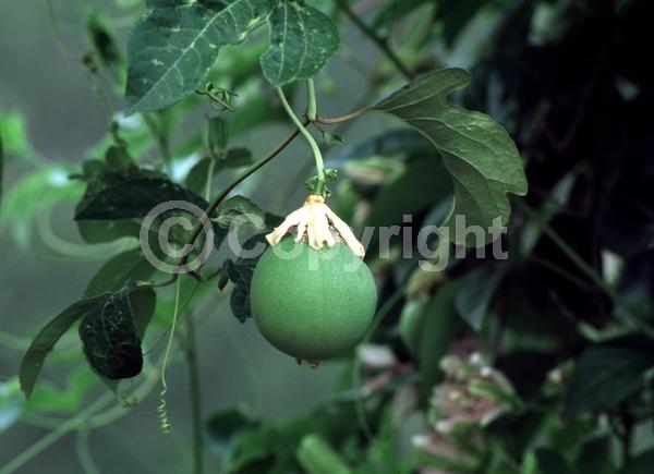 Purple blooms; Pink blooms; Lavender blooms; Evergreen; Needles or needle-like leaf; North American Native