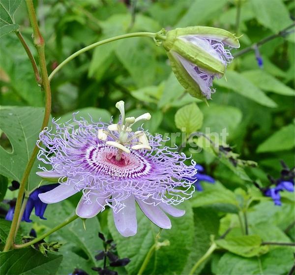 Purple blooms; Pink blooms; Lavender blooms; Evergreen; Needles or needle-like leaf; North American Native