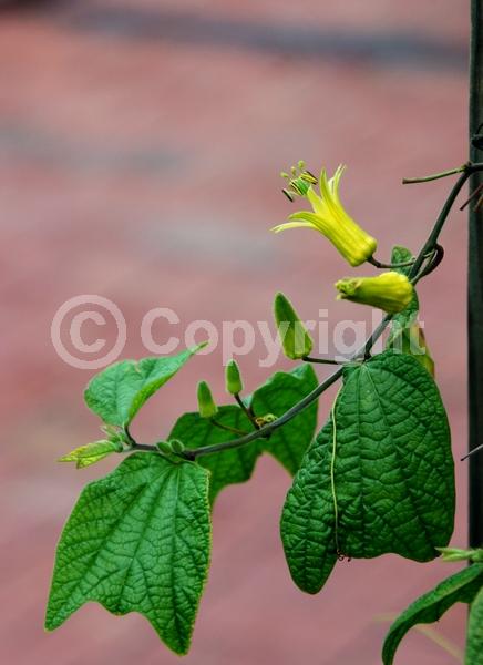 Yellow blooms; Evergreen; Deciduous; Broadleaf; North American Native
