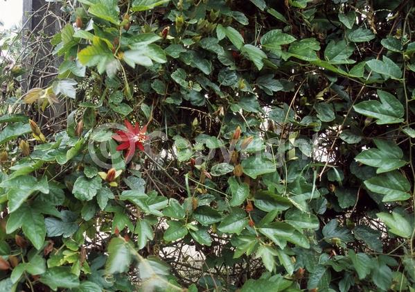 Red blooms; Evergreen